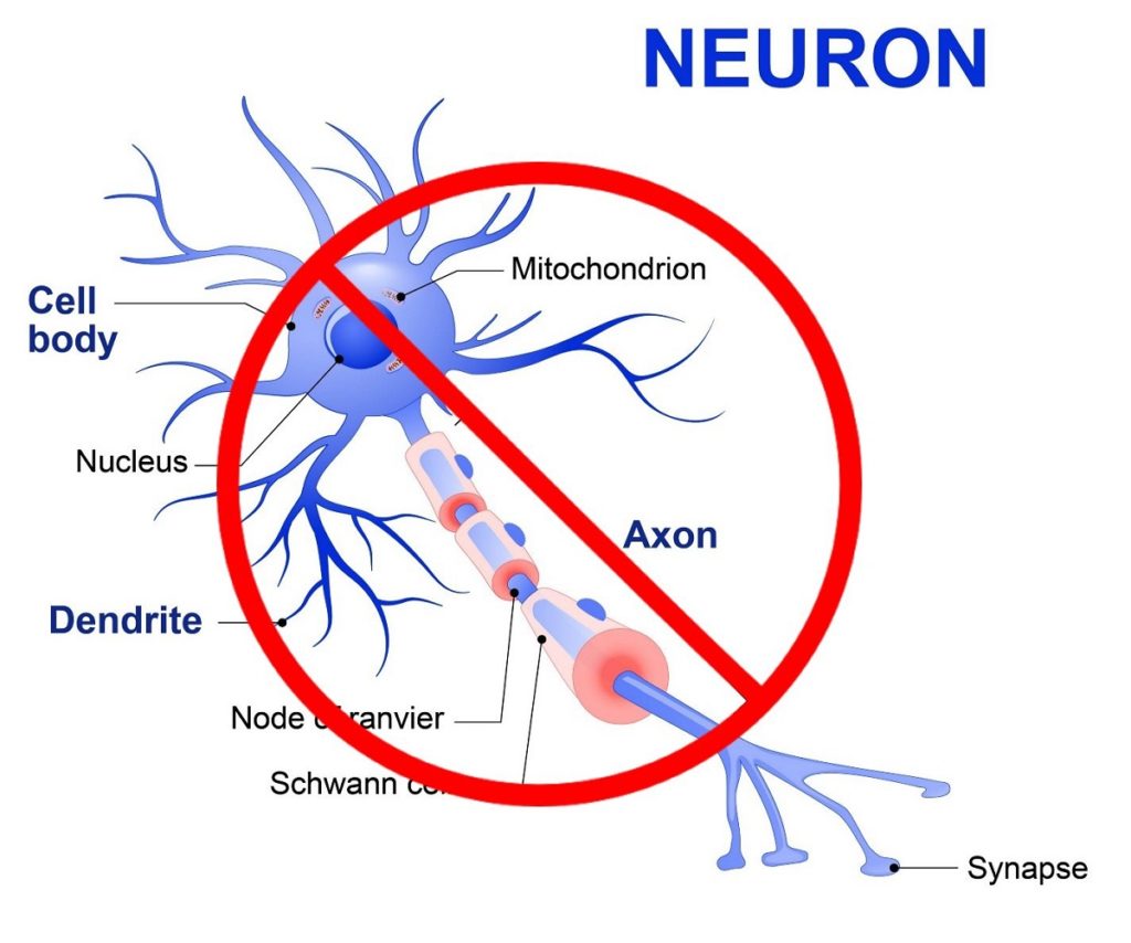 Neuron